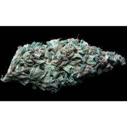 Lambo 10 u. reg. T.H. Seeds