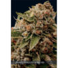 Lambs Breath X Ak-49  3+1 u. fem. Vision Seeds