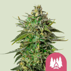 Larry OG fem. Royal Queen
