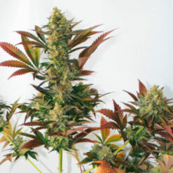 Larry´s Lemon OG fem. Garden of Green Seeds