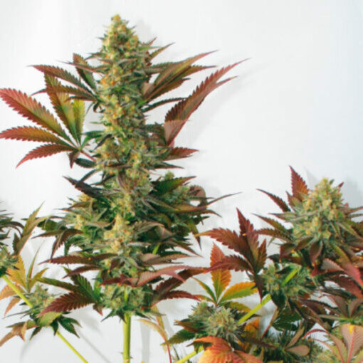 Larry´s Lemon OG fem. Garden of Green Seeds