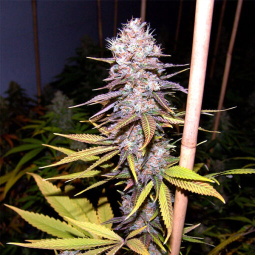 Lavender fem. Soma Seeds