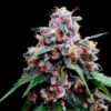 Lemon 18 fem. DNA Genetics