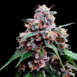 Lemon 18 fem. DNA Genetics
