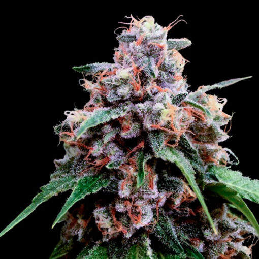 Lemon 18 fem. DNA Genetics