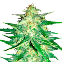 Lemon AK Auto fem. FastBuds Seeds