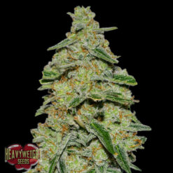 Lemon Cheescake fem. Heavyweight Seeds