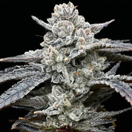 Lemon Cherry Gelato  1 u. fem. Barney's x Backpack Boyz