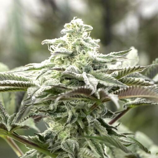Lemon Citron fem. Humboldt Seed Organization