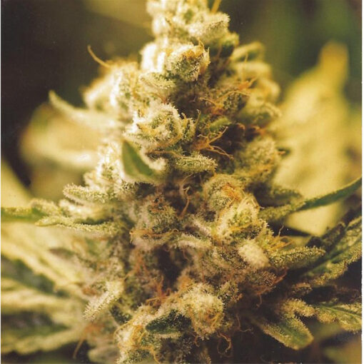 Lemon Kush fem. Female Seeds