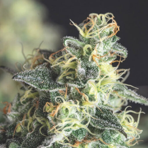 Lemon Larry OG 3 u. fem. Pyramid Seeds