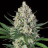 Lemon OG fem. 00 Seeds