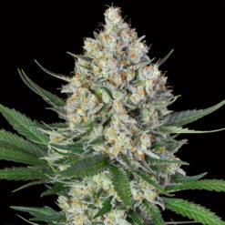 Lemon OG fem. 00 Seeds