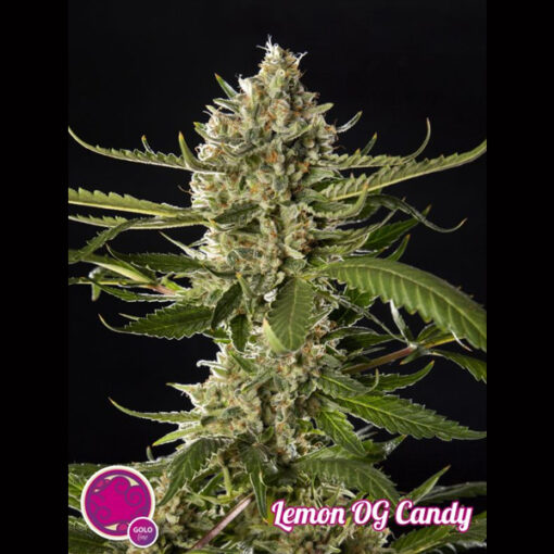 Lemon OG Candy fem. Philosopher