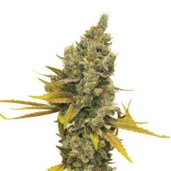 Lemon OG Haze fem. Nirvana