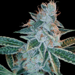 Lemon OG Kush fem. DNA Genetics