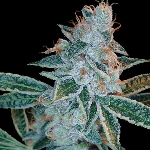 Lemon OG Kush fem. DNA Genetics