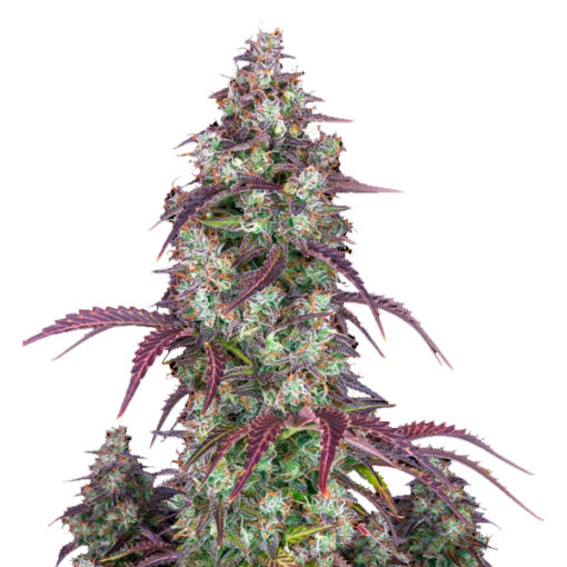Lemon Pie Auto fem. FastBuds Seeds