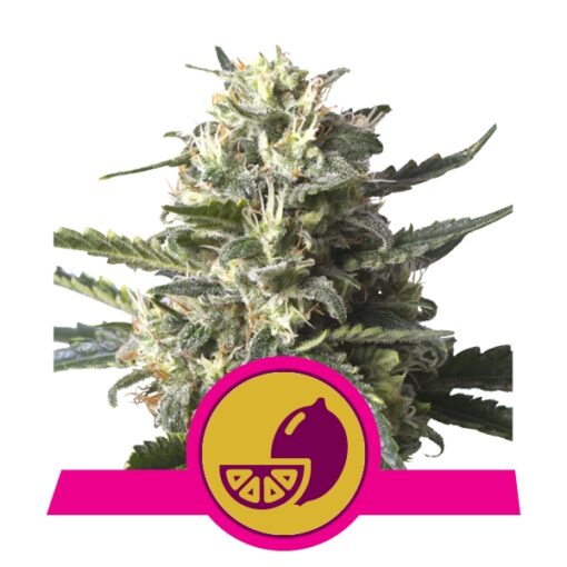 Lemon Shining Silver Haze fem. Royal Queen