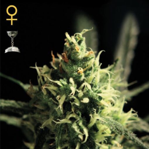Lemon Skunk fem. Green House