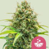 Lemon Skunk fem. Royal Queen
