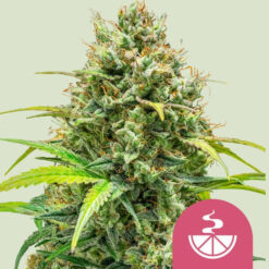 Lemon Skunk fem. Royal Queen