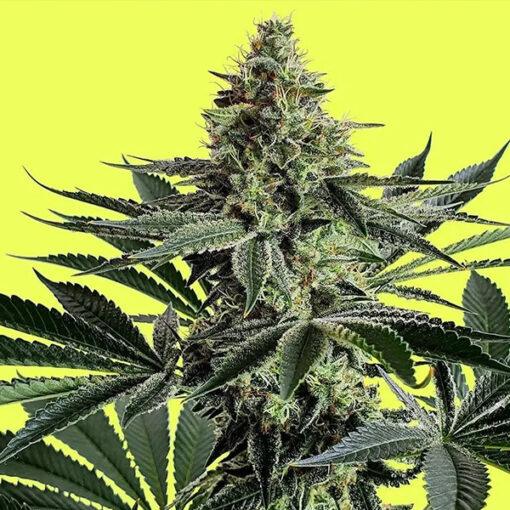 Lemon Storm 3 u. fem Pure Instinto