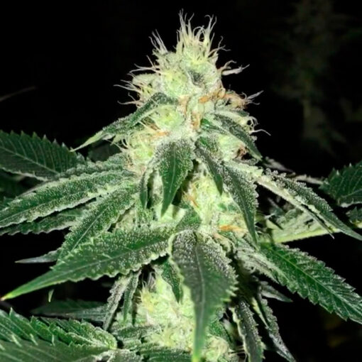 Lemon Tart 6 u. fem. The Cali Connection
