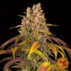 Lemon Tree fem. Barney's