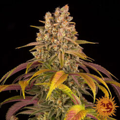 Lemon Tree fem. Barney's