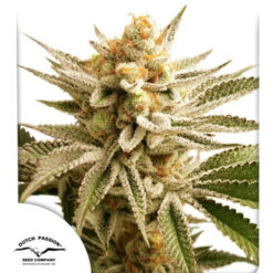 Lemon Z fem. Dutch Passion