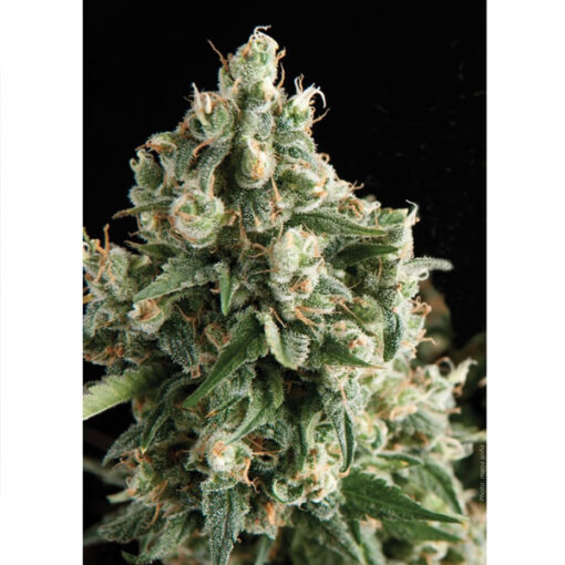 Lennon fem. Pyramid Seeds
