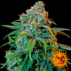 Liberty Haze fem. Barney's