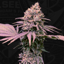 London Mint Cake fem. 710 Limited Pack T.H. Seeds.