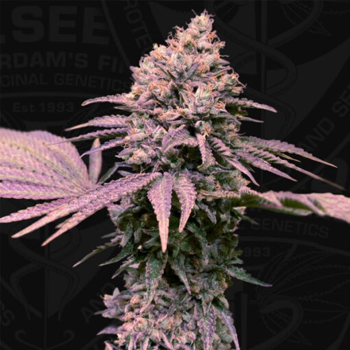 London Mint Cake fem. 710 Limited Pack T.H. Seeds.