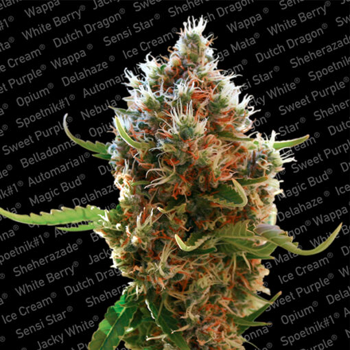Lucid Bol fem. Paradise Seeds