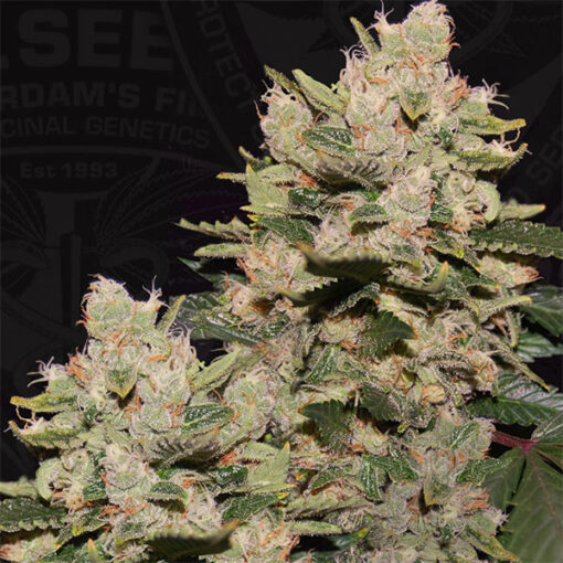 M.O.B. fem. T.H. Seeds