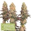 Mack & Crack fem. Seedstockers Superior