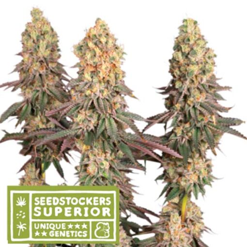 Mack & Crack fem. Seedstockers Superior