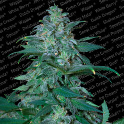 Magic Bud fem. Paradise Seeds