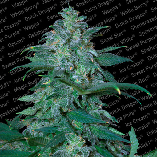 Magic Bud fem. Paradise Seeds