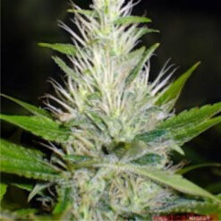 Malakoff fem. Medical Seeds
