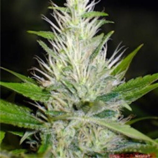 Malakoff fem. Medical Seeds