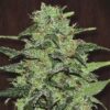 Malawi fem. Ace Seeds