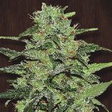 Malawi fem. Ace Seeds