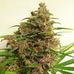 Malawi x PCK fem. Ace Seeds