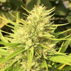 Malawi x Panama fem. Ace Seeds