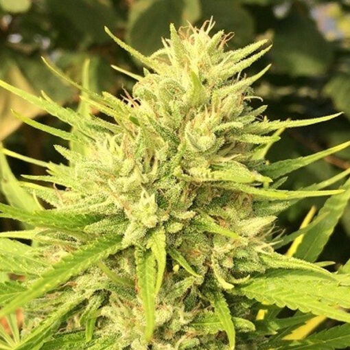 Malawi x Panama fem. Ace Seeds