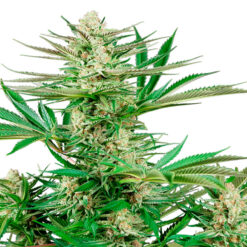 Malibu OG Gold fem. Sensi Seeds Research