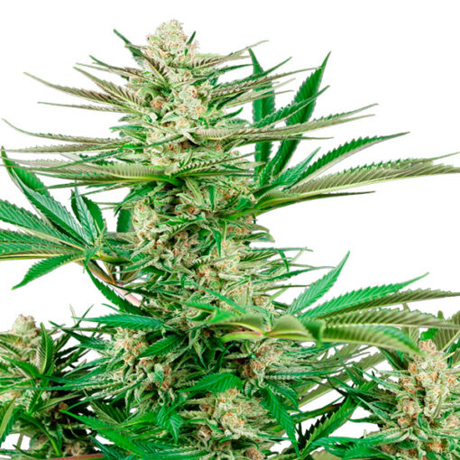 Malibu OG Gold fem. Sensi Seeds Research